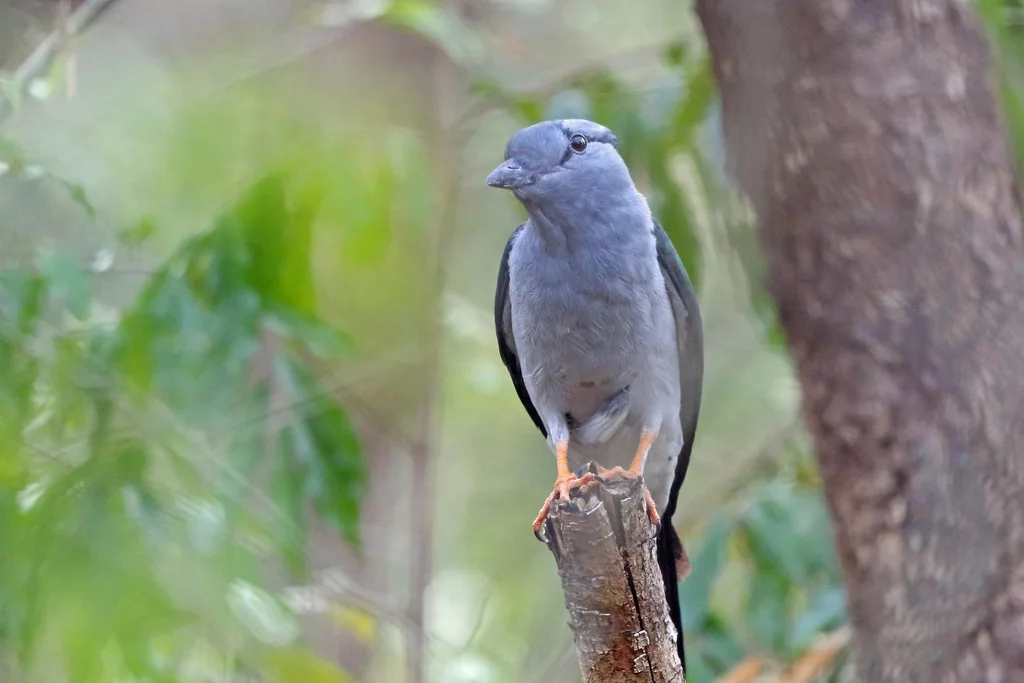 鹃三宝鸟(Leptosomus discolor)