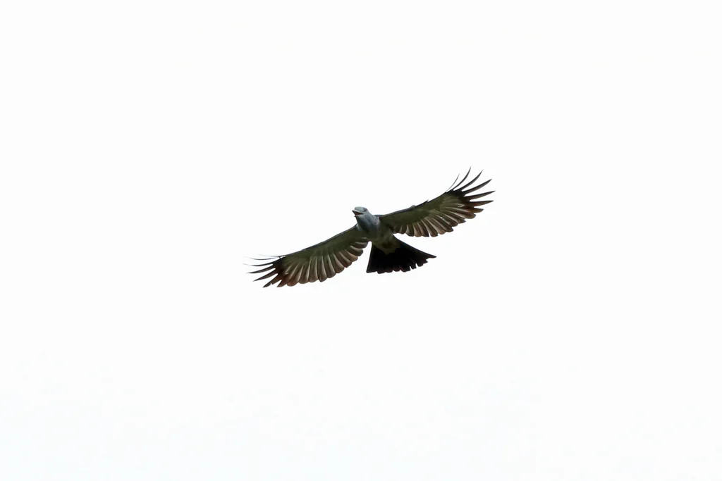 鹃三宝鸟(Leptosomus discolor)
