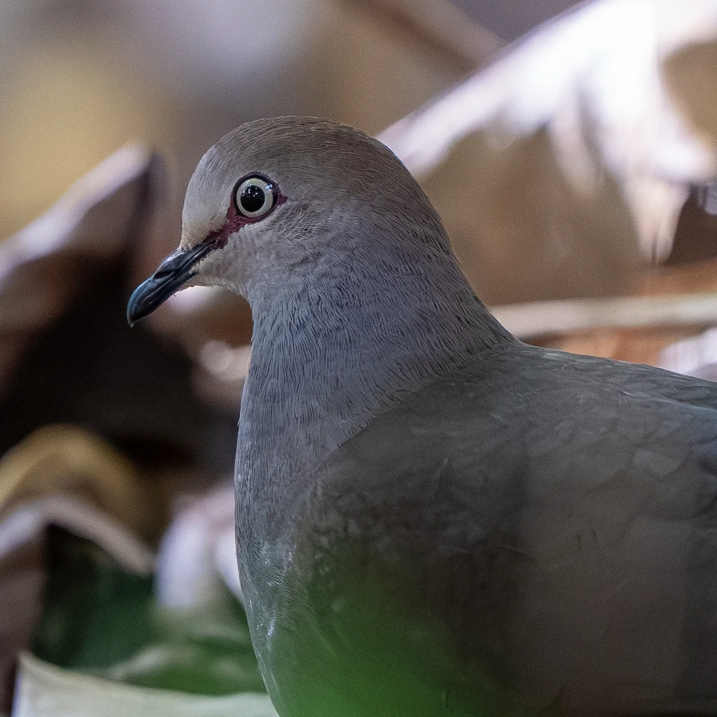 灰胸棕翅鸠(Leptotila cassinii)