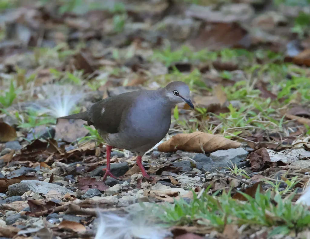 灰胸棕翅鸠(Leptotila cassinii)