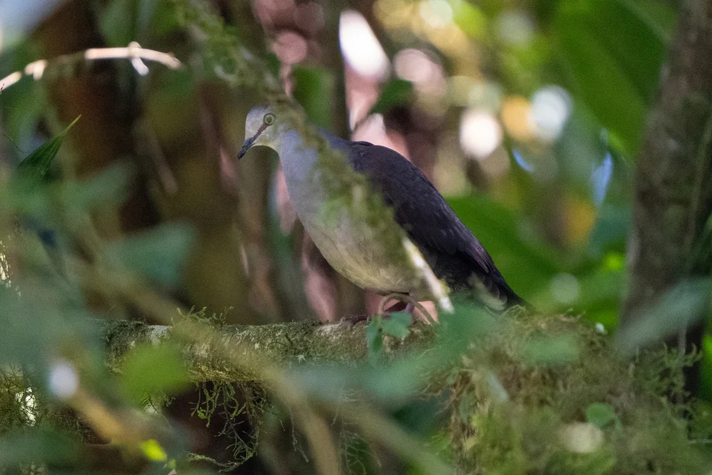 灰胸棕翅鸠(Leptotila cassinii)