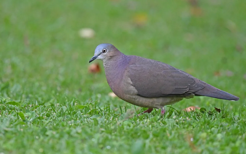 托利棕翅鸠(Leptotila conoveri)