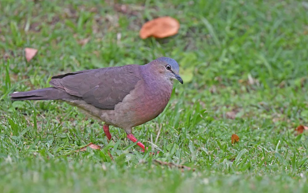 托利棕翅鸠(Leptotila conoveri)