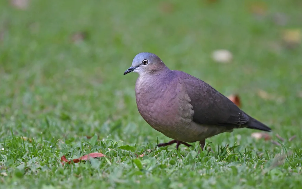 托利棕翅鸠(Leptotila conoveri)