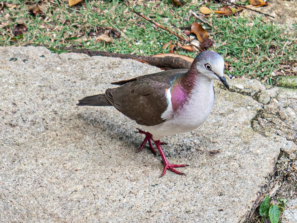 白腹棕翅鸠(Leptotila jamaicensis)