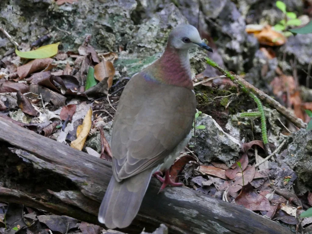 白腹棕翅鸠(Leptotila jamaicensis)