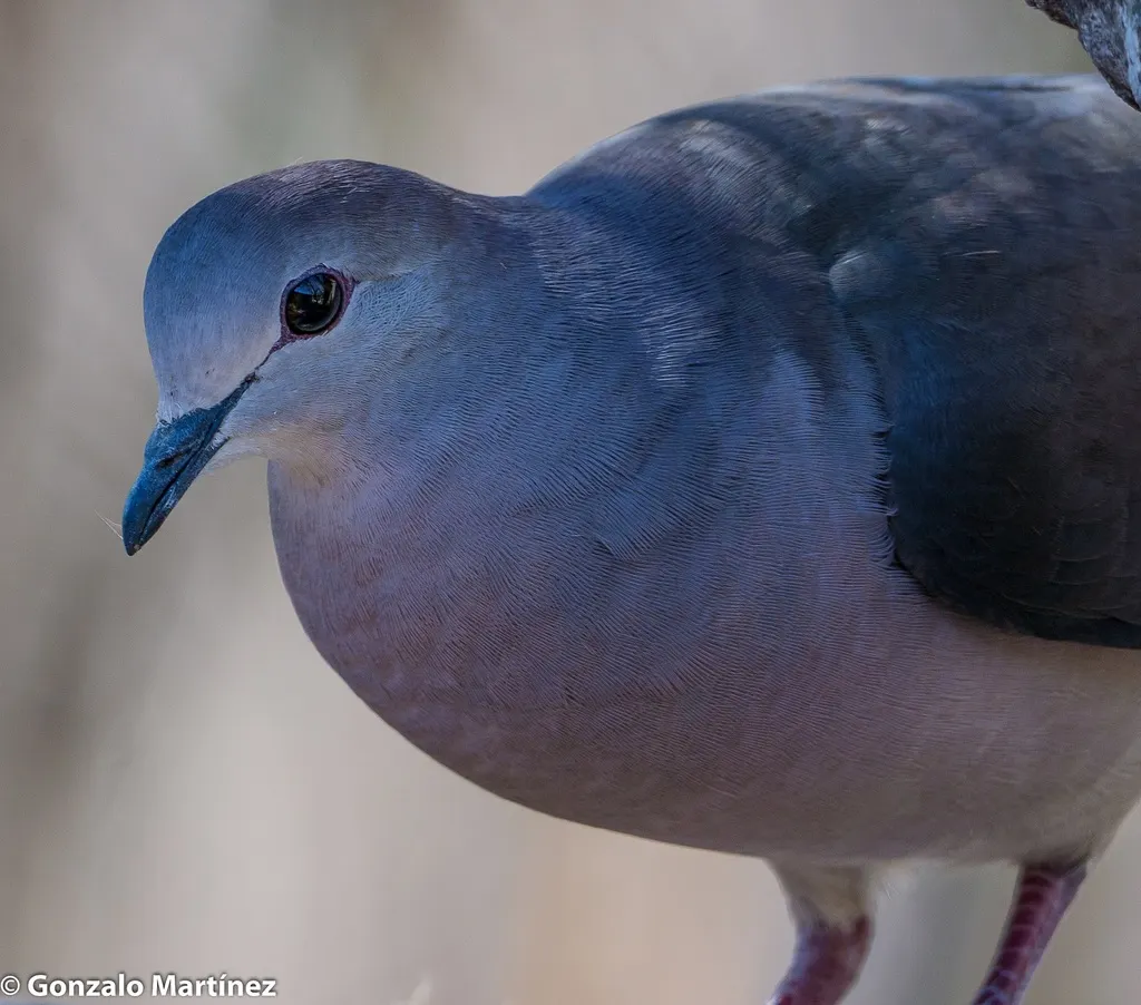 大尾棕翅鸠（Leptotila megalura）