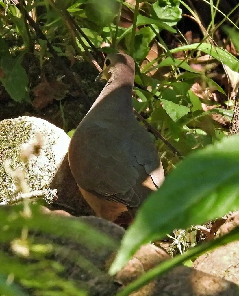 大尾棕翅鸠（Leptotila megalura）