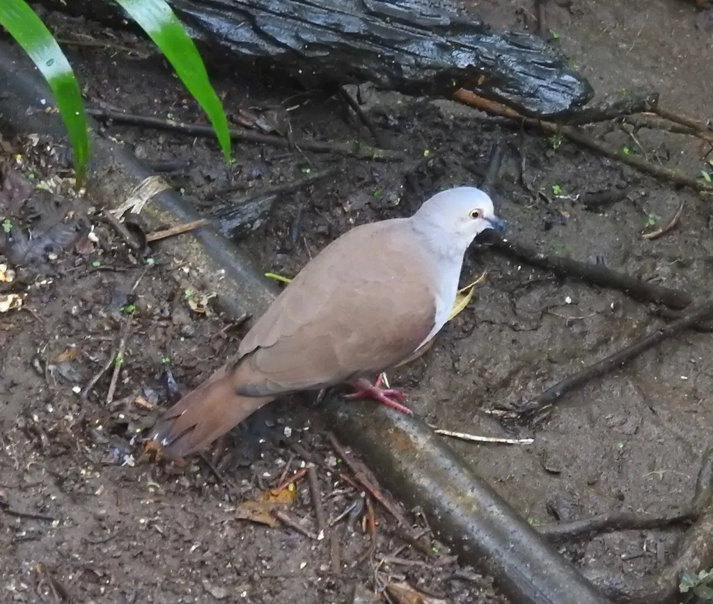 苍棕翅鸠（Leptotila pallida）