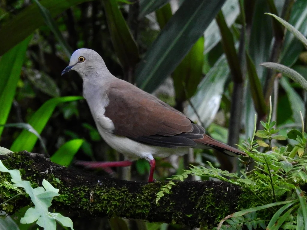 苍棕翅鸠（Leptotila pallida）