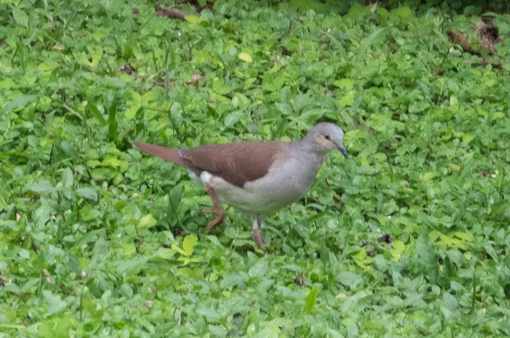 苍棕翅鸠（Leptotila pallida）
