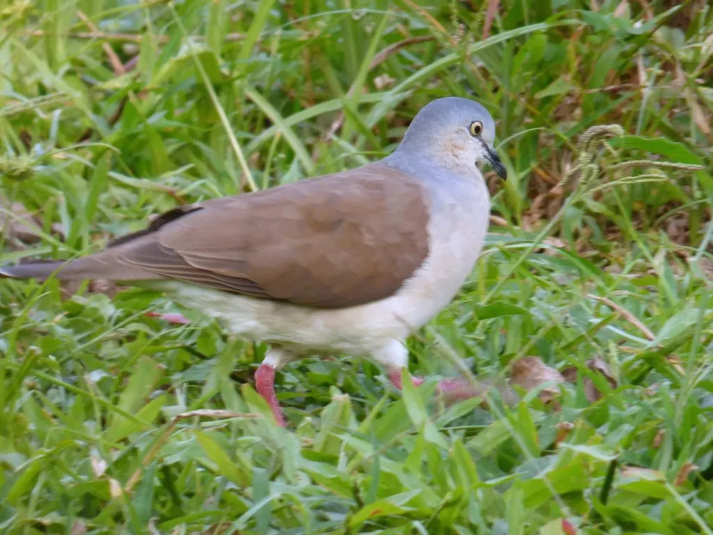 灰头棕翅鸠(Leptotila plumbeiceps)