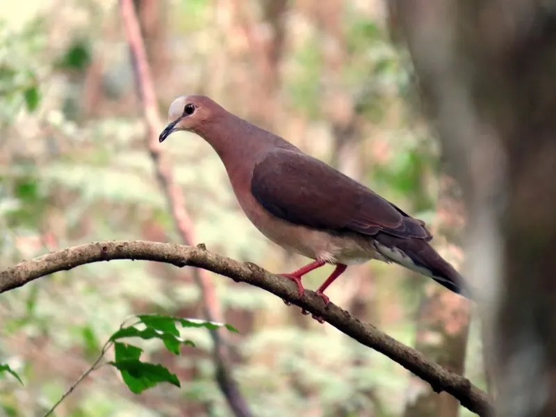 灰额棕翅鸠(Leptotila rufaxilla)