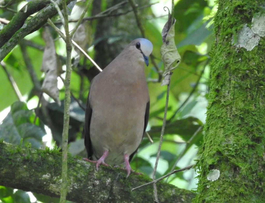 灰额棕翅鸠(Leptotila rufaxilla)