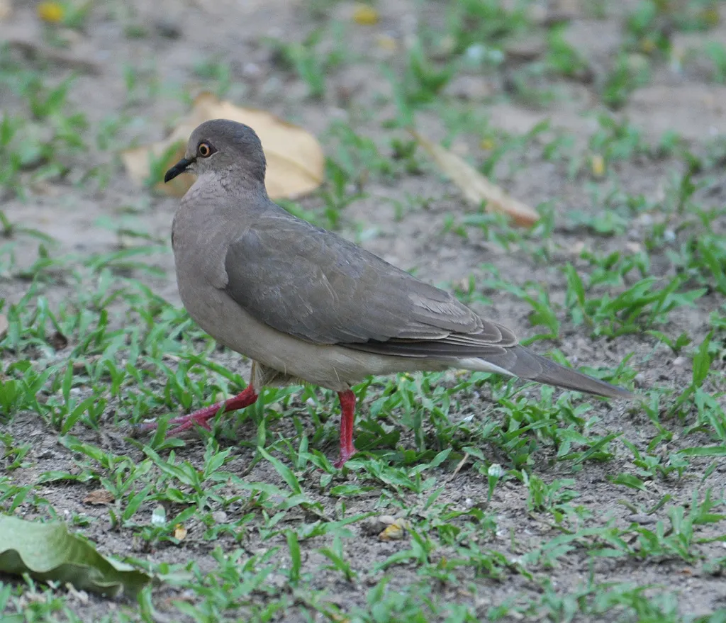 白额棕翅鸠（Leptotila verreauxi）