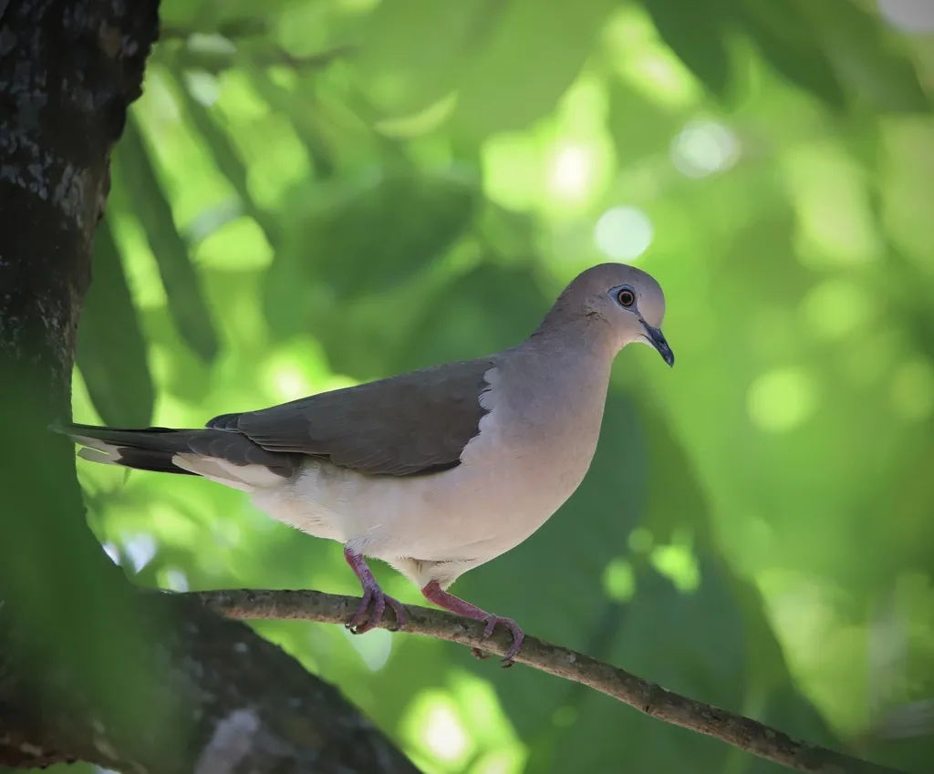 白额棕翅鸠（Leptotila verreauxi）