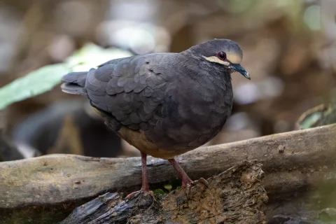 绿背鹑鸠