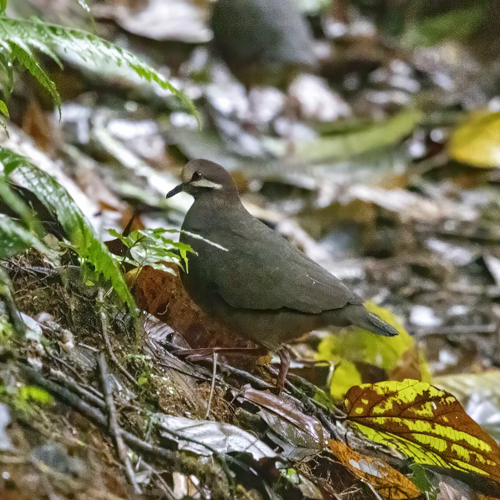 绿背鹑鸠(Leptotrygon veraguensis)