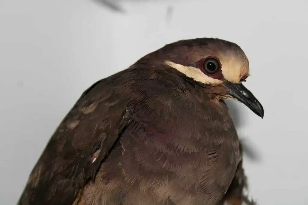 绿背鹑鸠(Leptotrygon veraguensis)