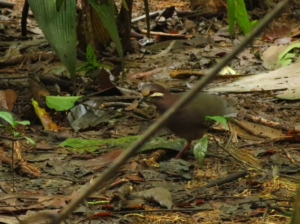 绿背鹑鸠(Leptotrygon veraguensis)