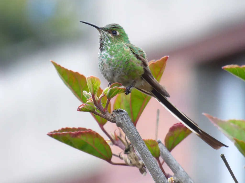 黑带尾蜂鸟（Lesbia victoriae）