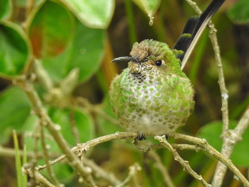 黑带尾蜂鸟（Lesbia victoriae）