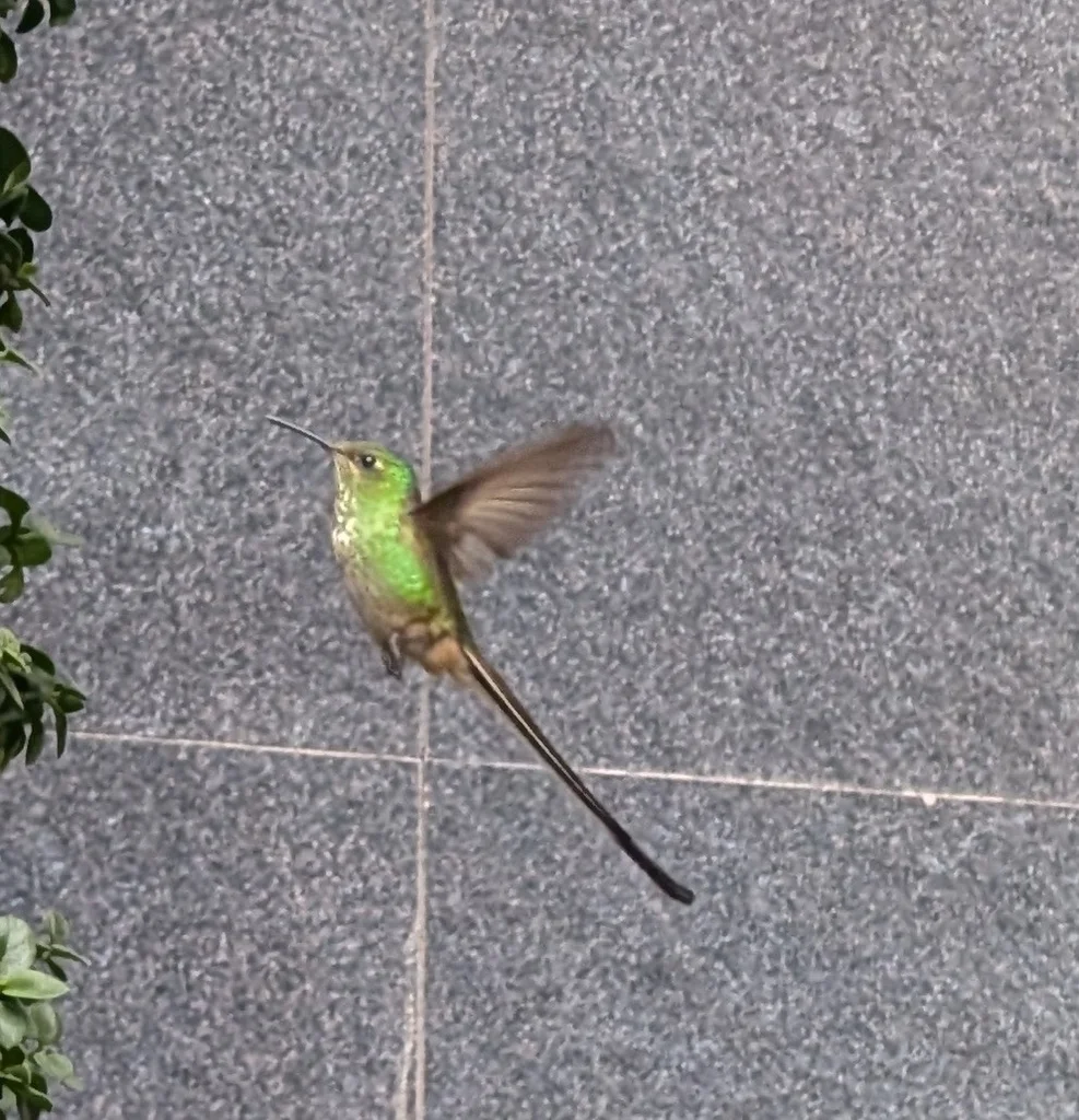 黑带尾蜂鸟（Lesbia victoriae）