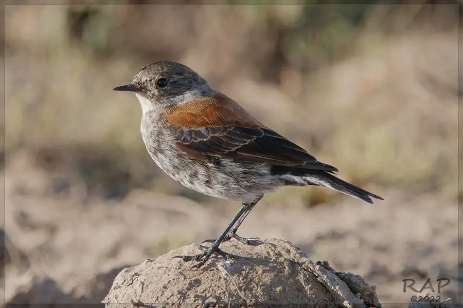 棕背小霸鹟(Lessonia rufa)