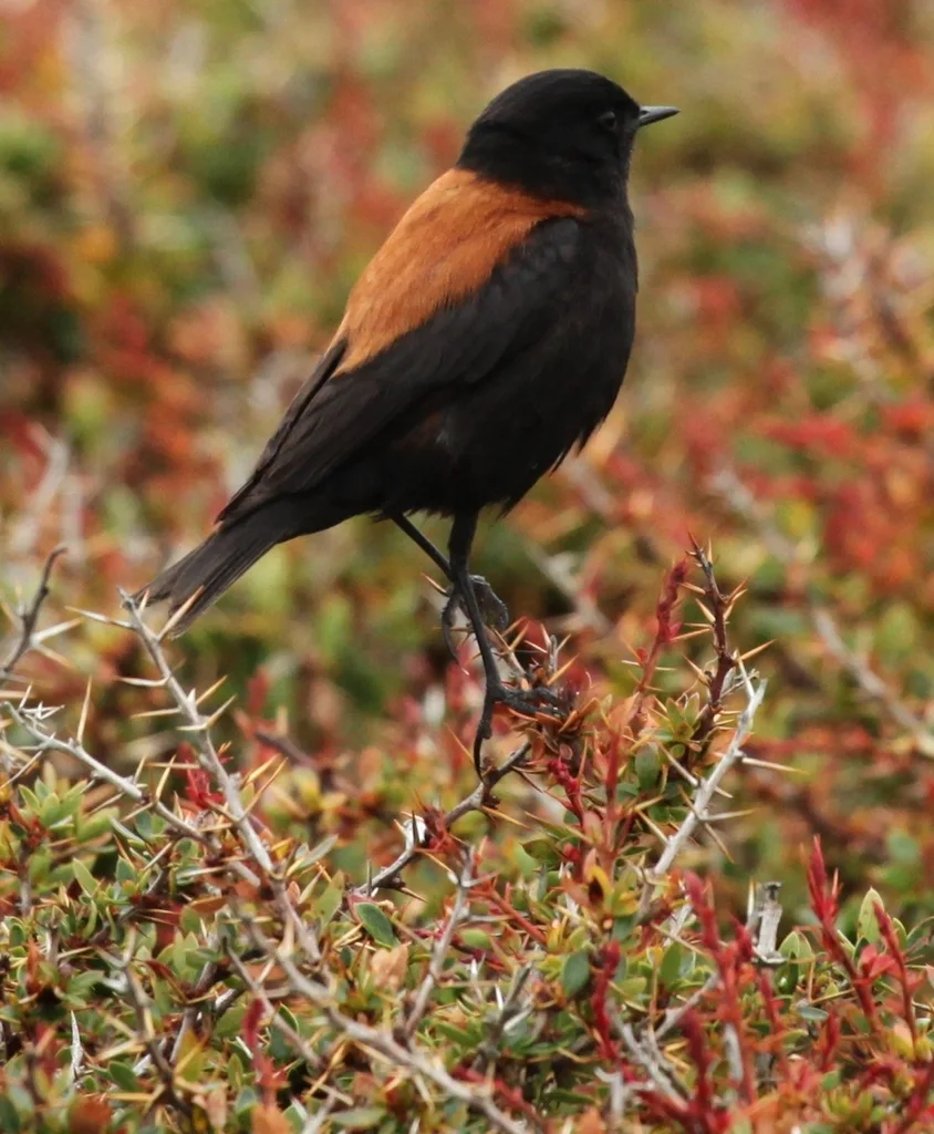 棕背小霸鹟(Lessonia rufa)