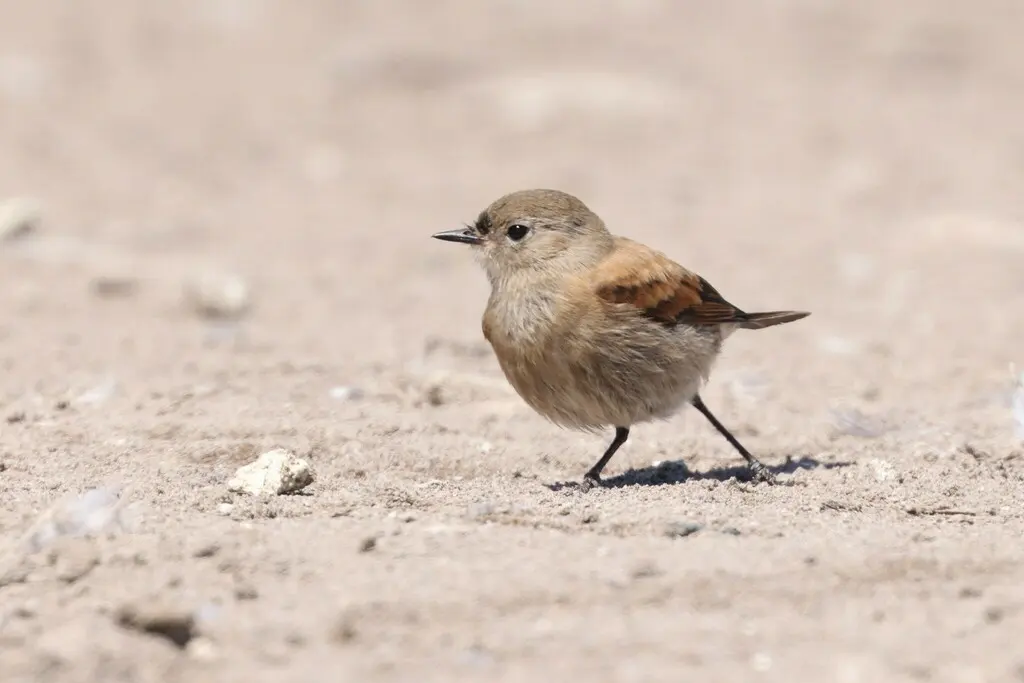 棕背小霸鹟(Lessonia rufa)