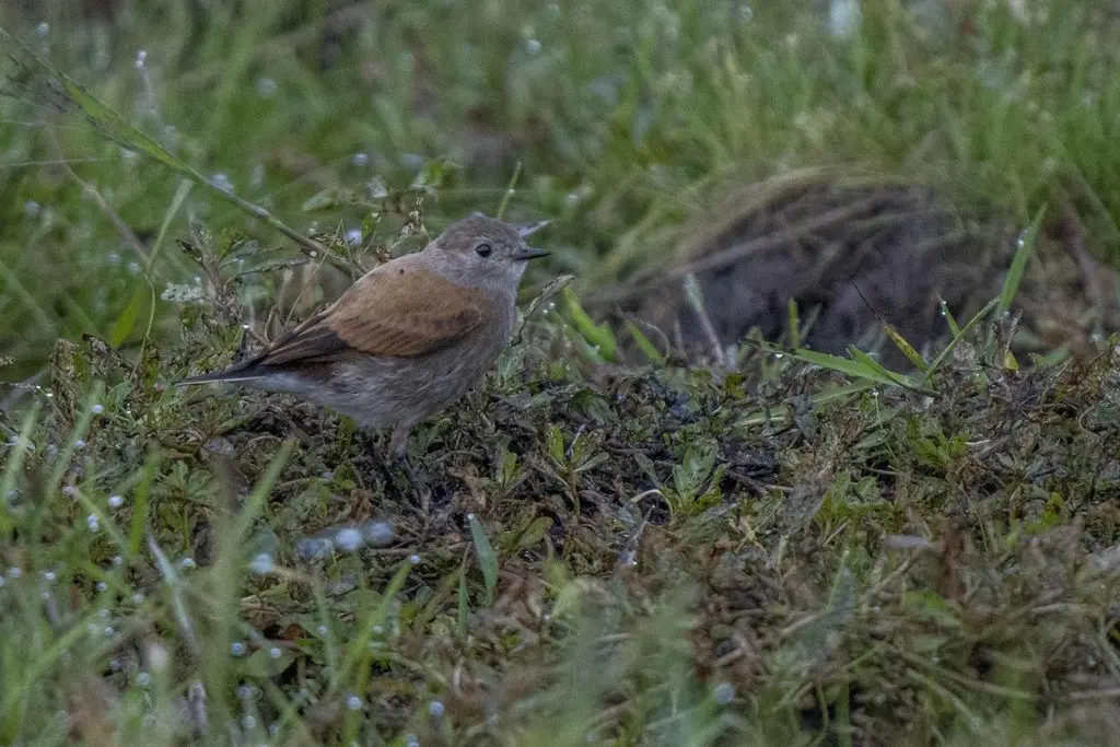 棕背小霸鹟(Lessonia rufa)