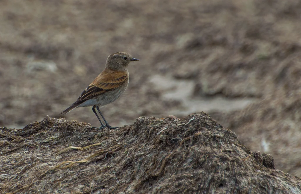 棕背小霸鹟(Lessonia rufa)
