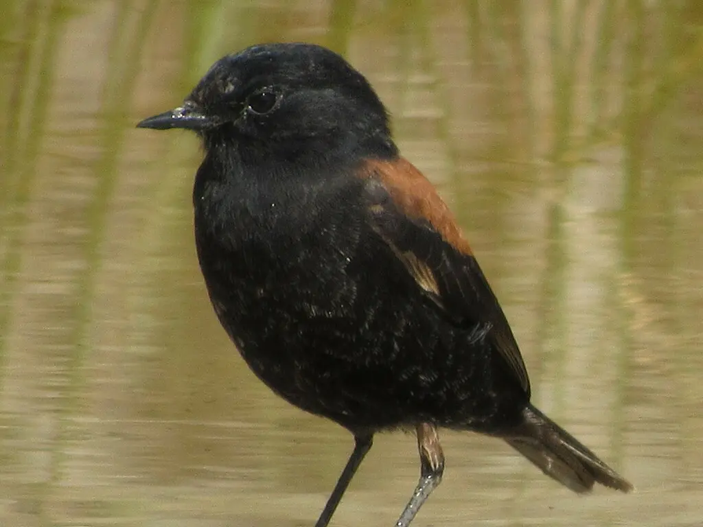 棕背小霸鹟(Lessonia rufa)