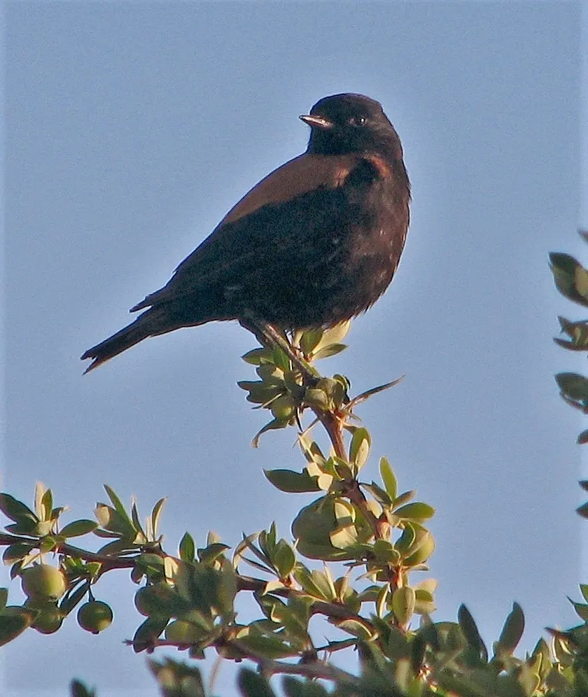 棕背小霸鹟(Lessonia rufa)