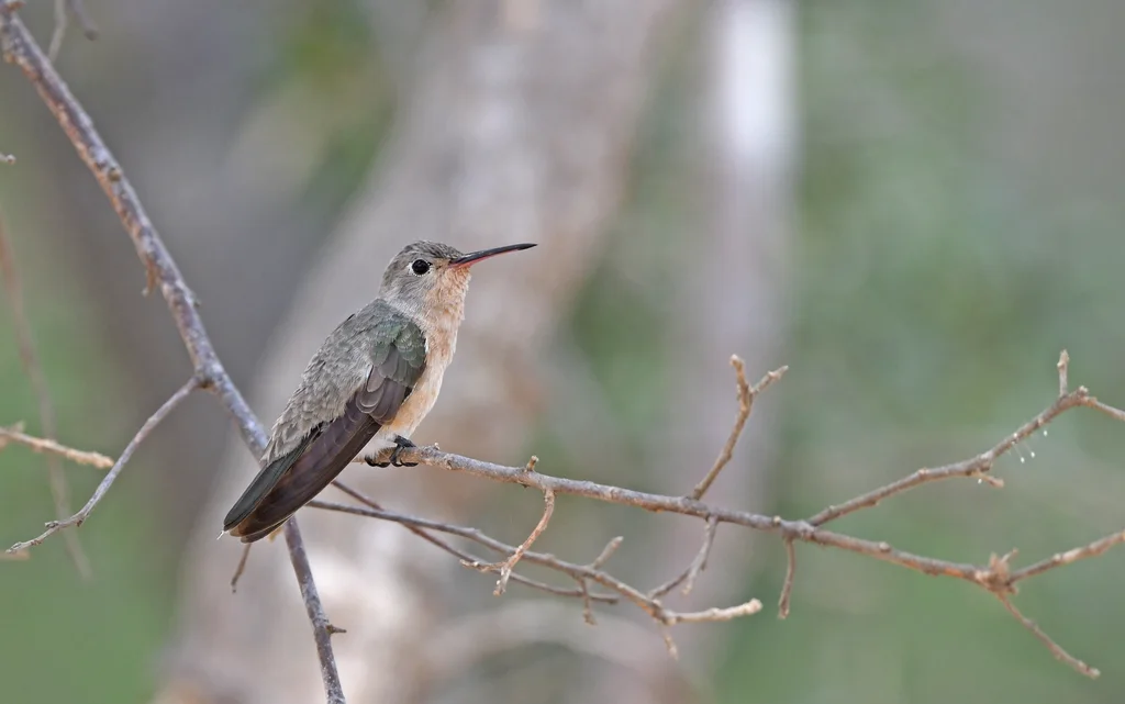 淡黄蜂鸟(Leucippus fallax)