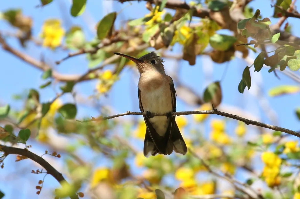 淡黄蜂鸟(Leucippus fallax)