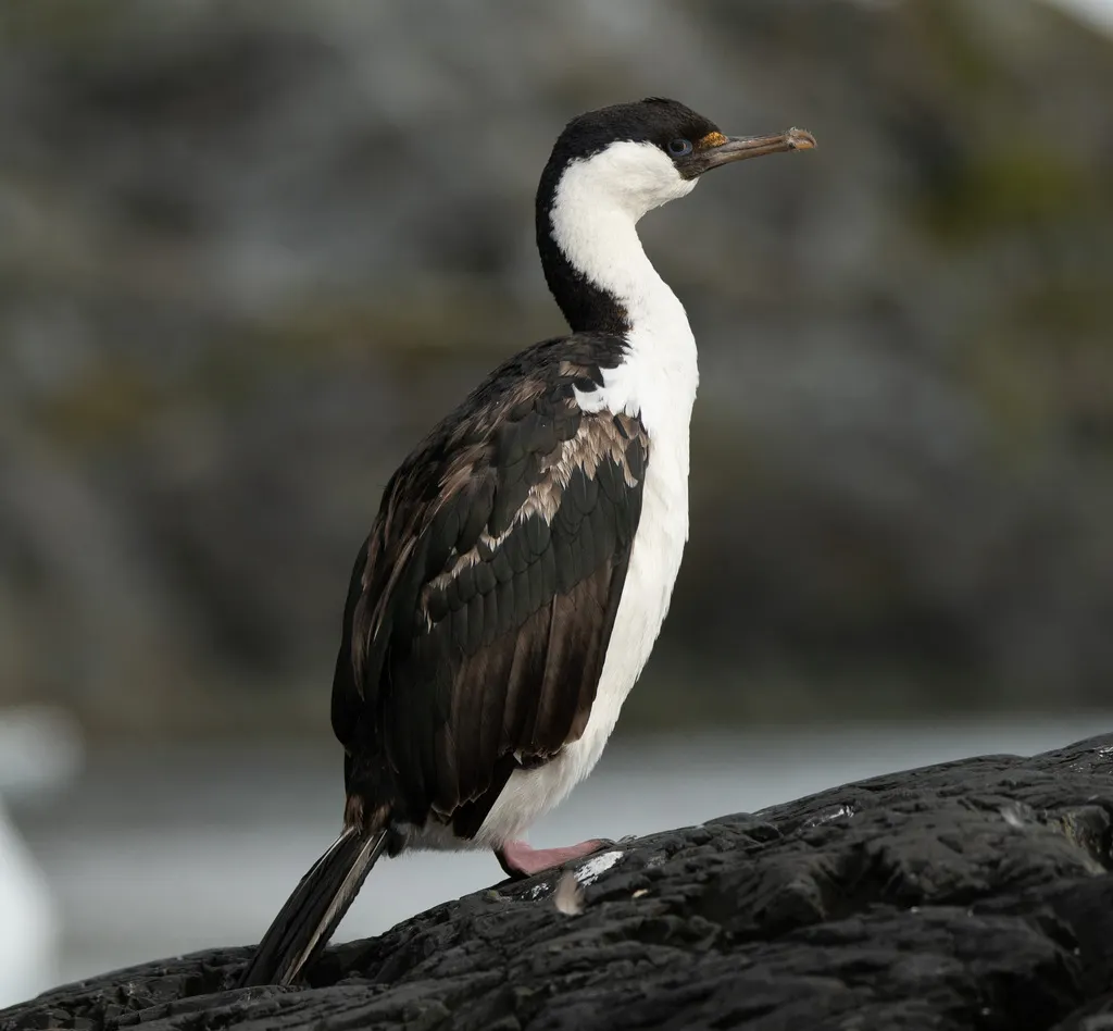 蓝眼鸬鹚(Leucocarbo atriceps)