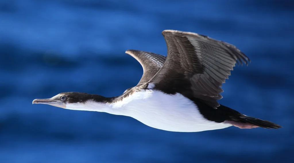 蓝眼鸬鹚(Leucocarbo atriceps)
