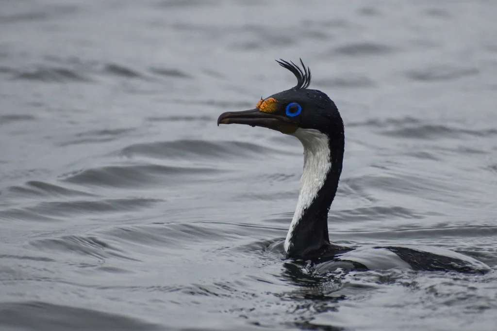 蓝眼鸬鹚(Leucocarbo atriceps)