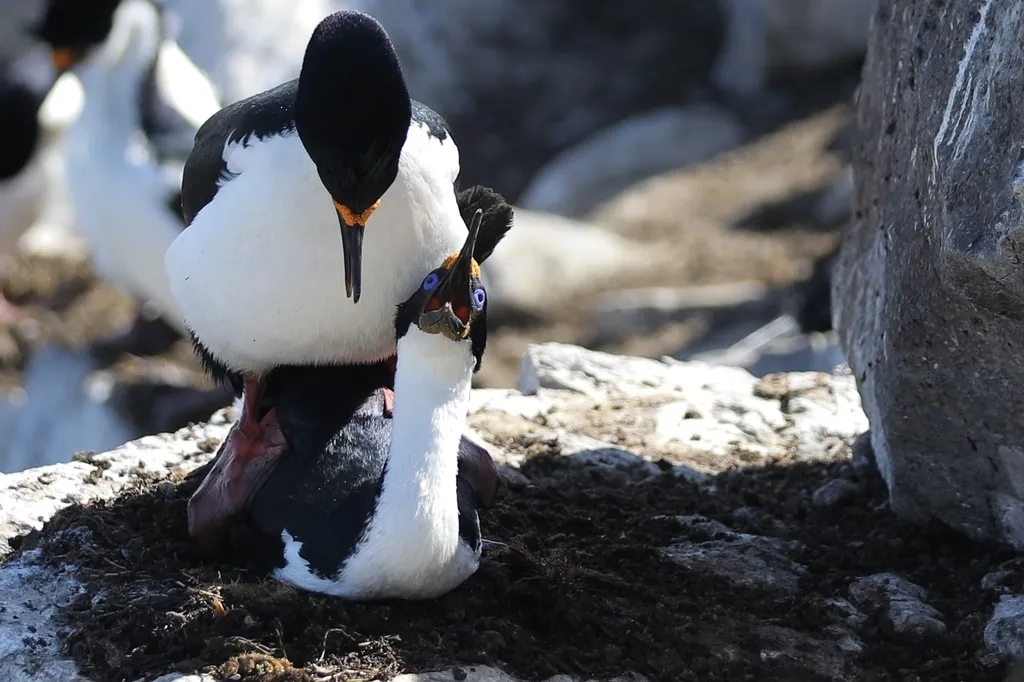 蓝眼鸬鹚(Leucocarbo atriceps)