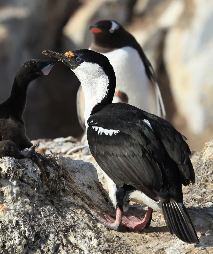 蓝眼鸬鹚(Leucocarbo atriceps)