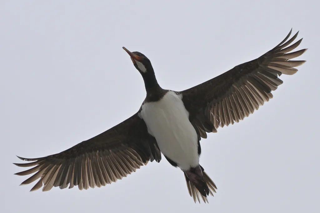 坎岛鸬鹚(Leucocarbo campbelli)