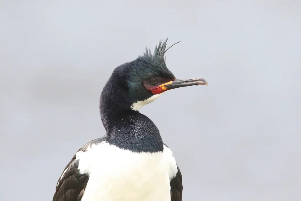 坎岛鸬鹚(Leucocarbo campbelli)