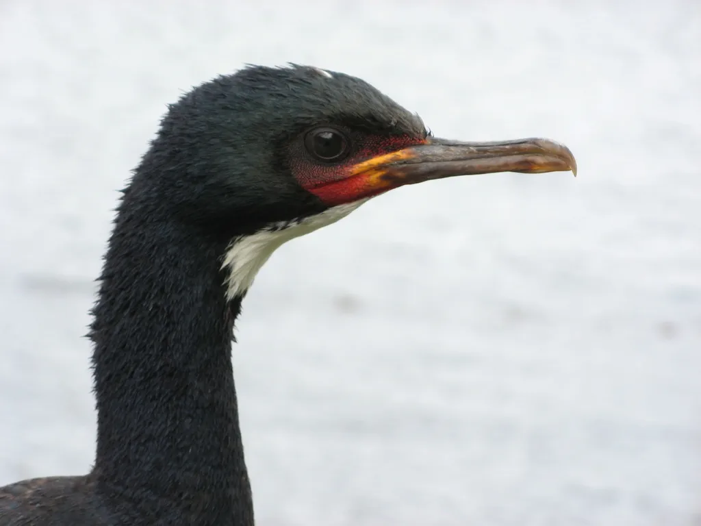 坎岛鸬鹚(Leucocarbo campbelli)