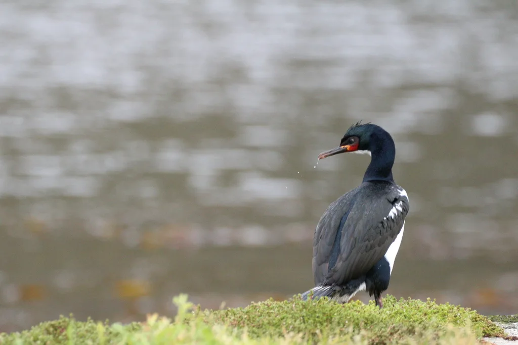 坎岛鸬鹚(Leucocarbo campbelli)