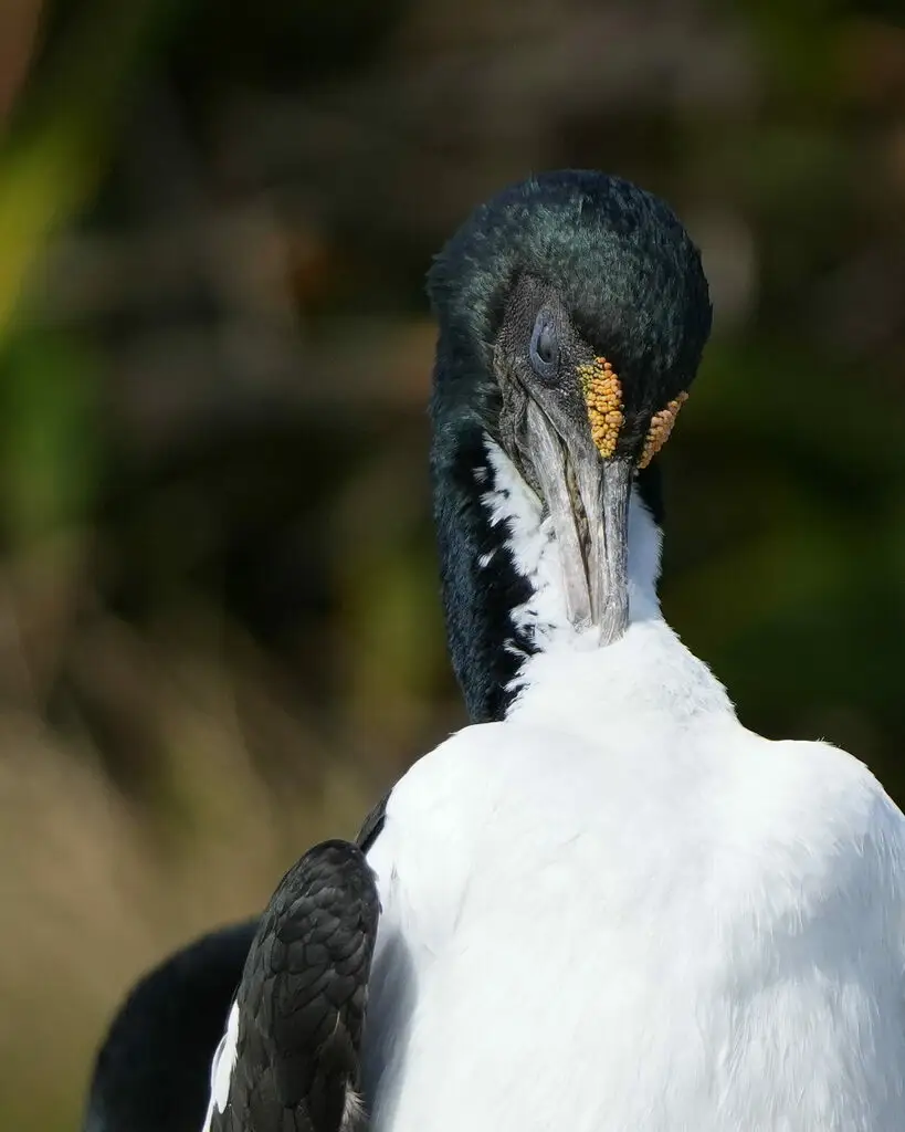 毛脸鸬鹚(Leucocarbo carunculatus)