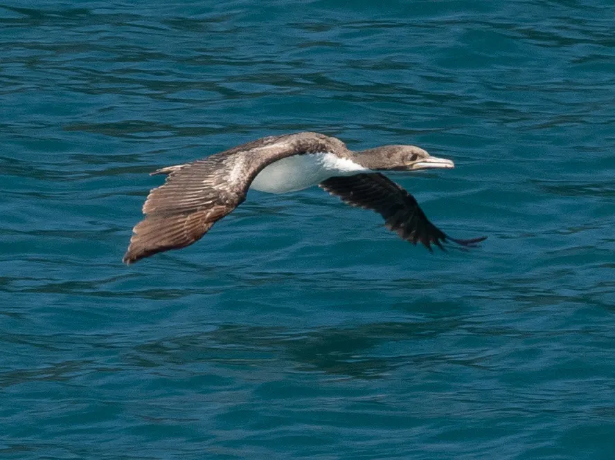毛脸鸬鹚(Leucocarbo carunculatus)