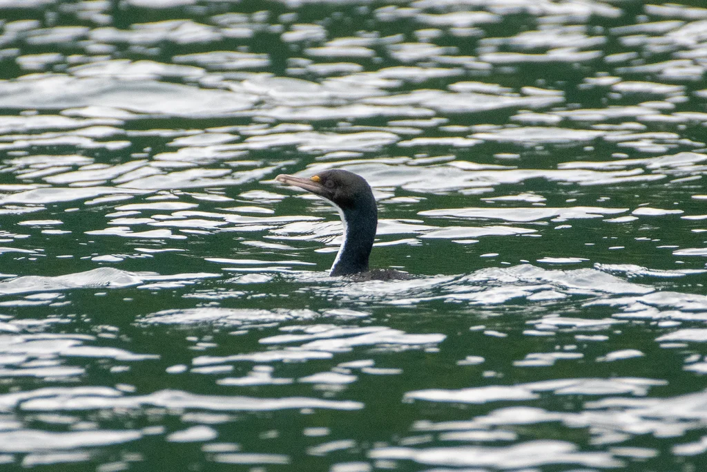 毛脸鸬鹚(Leucocarbo carunculatus)