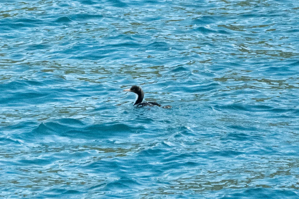 毛脸鸬鹚(Leucocarbo carunculatus)