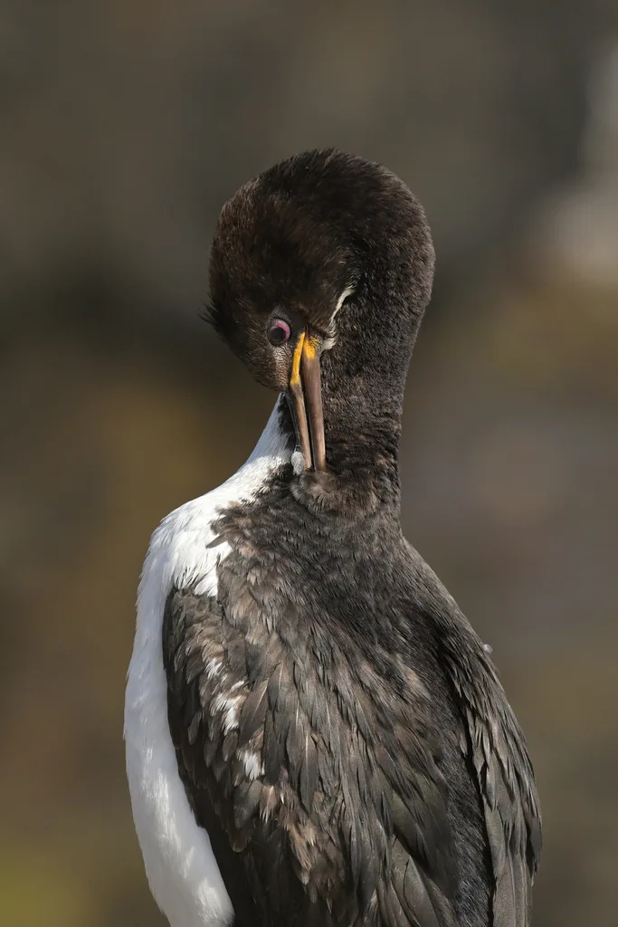 奥岛鸬鹚(Leucocarbo colensoi)